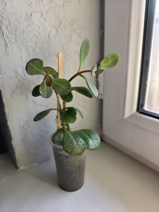 Продам цветочки укорененные