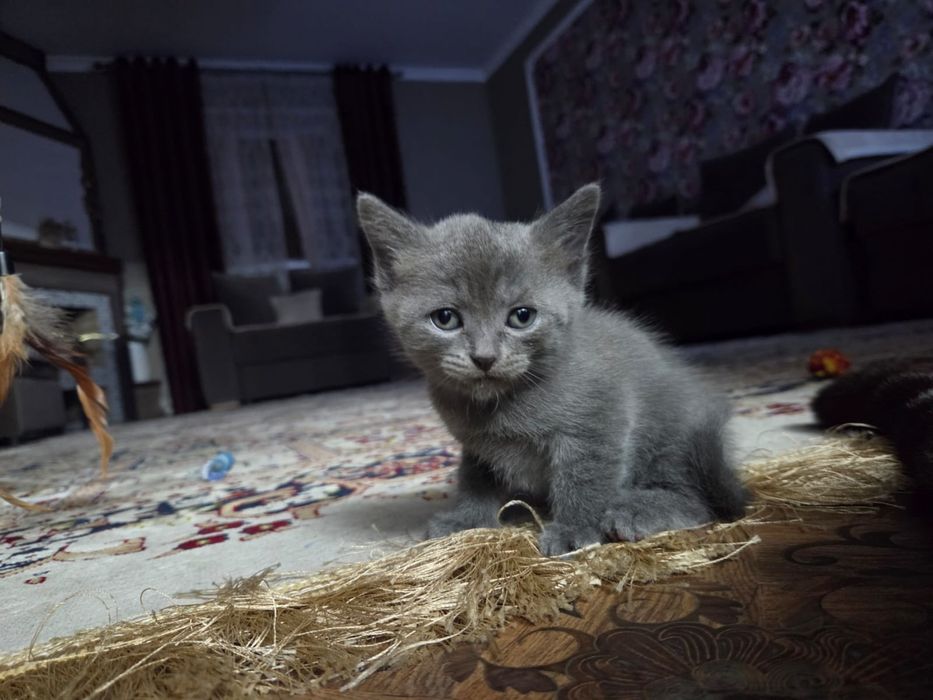 Продам умных, ласковых котят