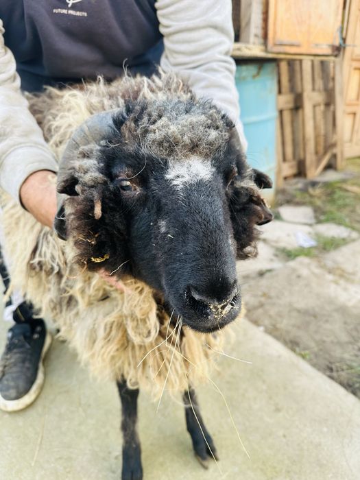 Продавам Дебело Ягне