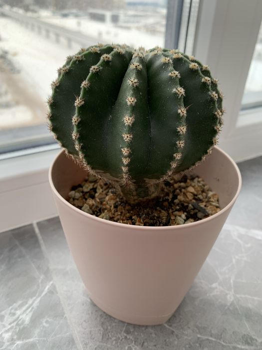 Кактусы эхинопсисы 10 см