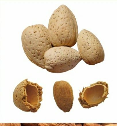 Кошет, саженцы, миндаль, бадам