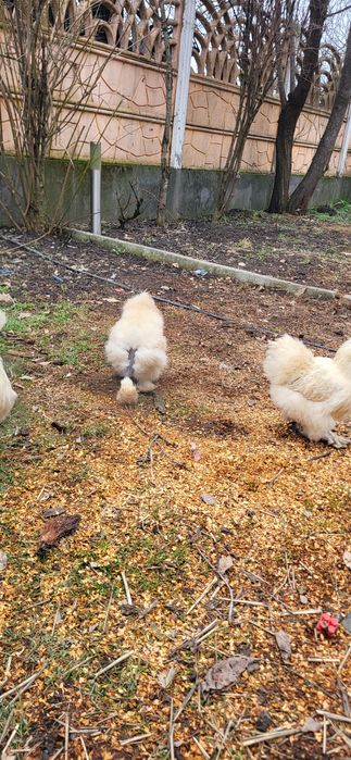 Oua si cocos matasa japoneza 2025