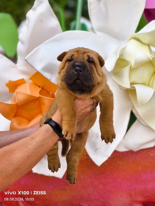 Продажа щенков шарпея