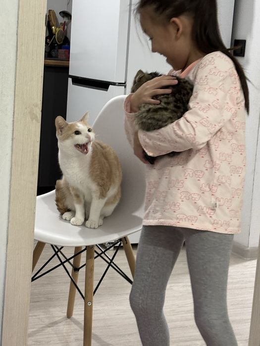 Отдам кошечку в хорошие руки