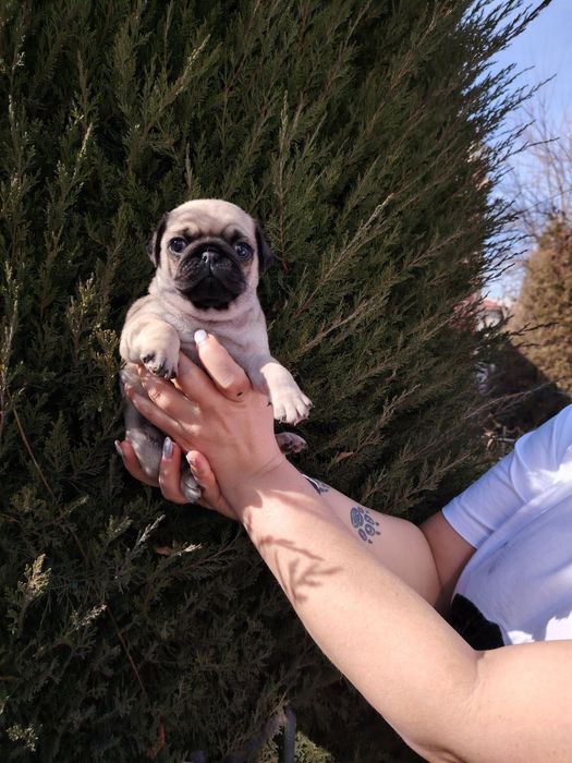 Щенки мопса ( родословные )