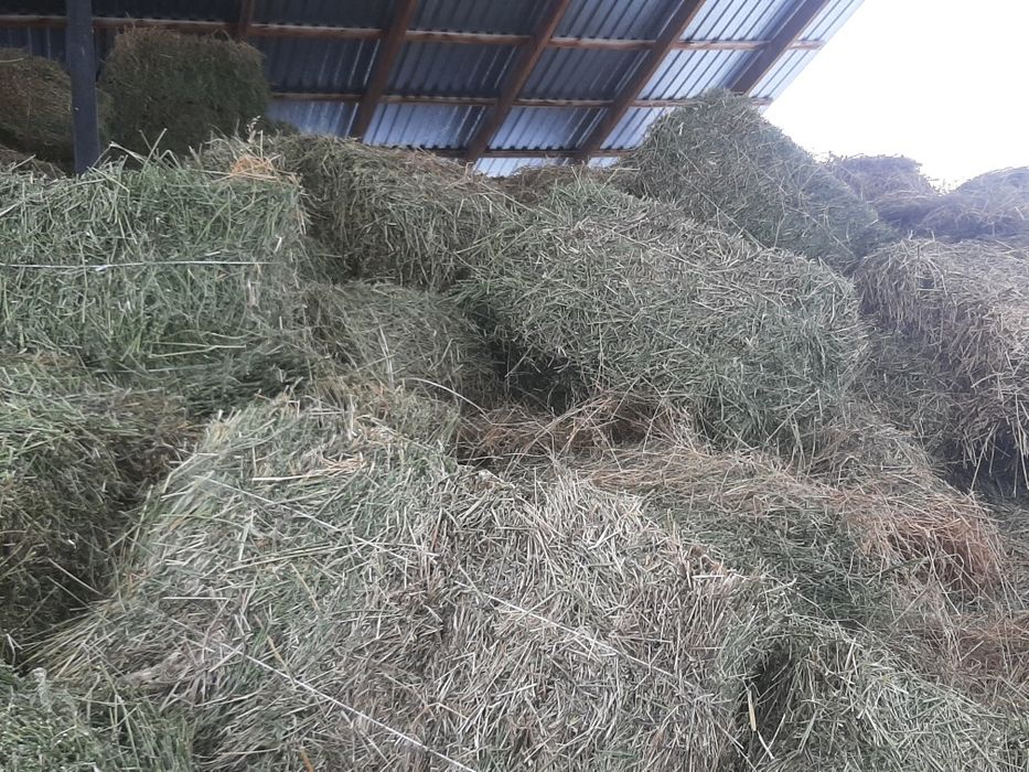 Клевер, жоныршка