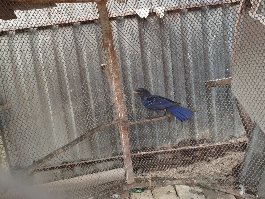 Продаются синие дрозды продаются синие дрозды около трёх месяцев держу