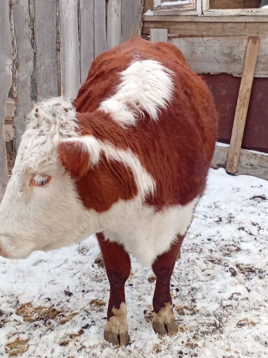 Согымга сиырлар бар