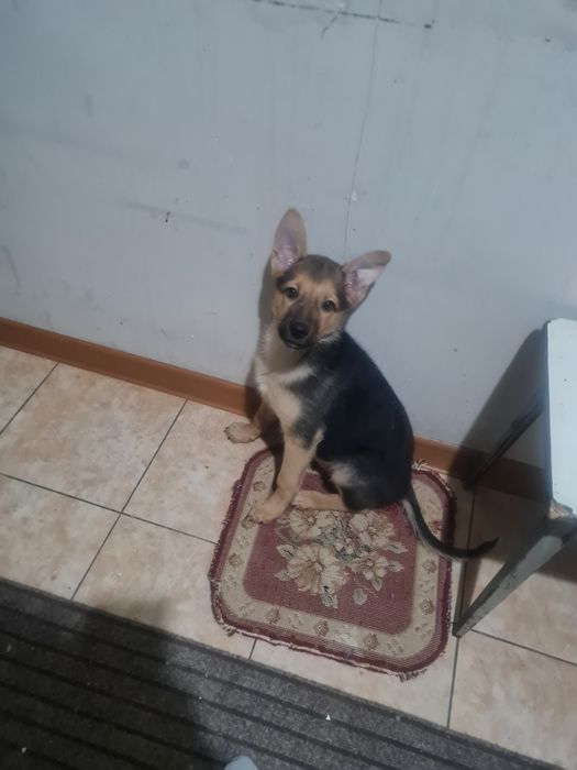 О дам щенка 3х мес девочку дворняжку