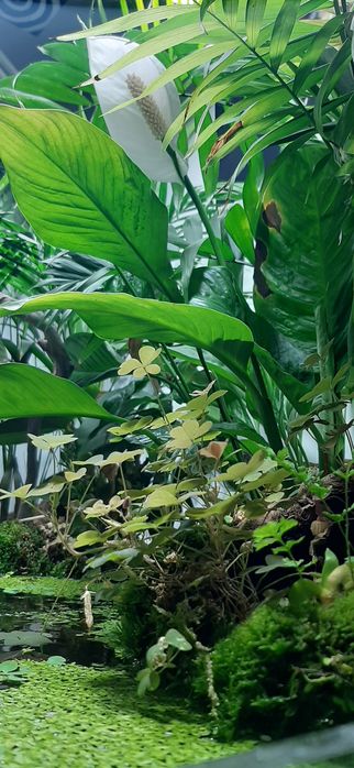 acvariu / terrariu complet echipat