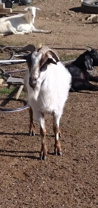 10 кози и 1 мъж запас