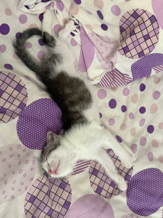 Отдам котенка в добрые руки