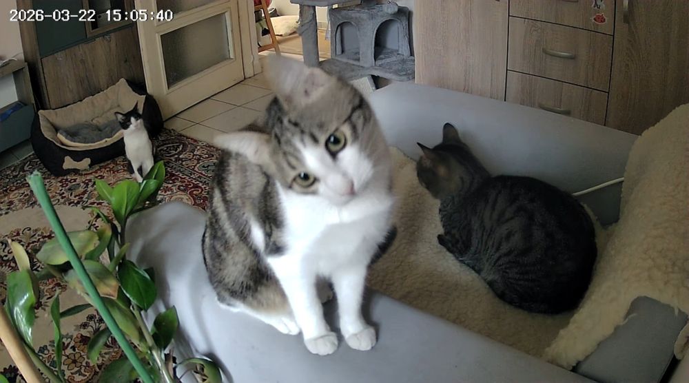 Момче и момиче две котета от улицата търсят  своя човек