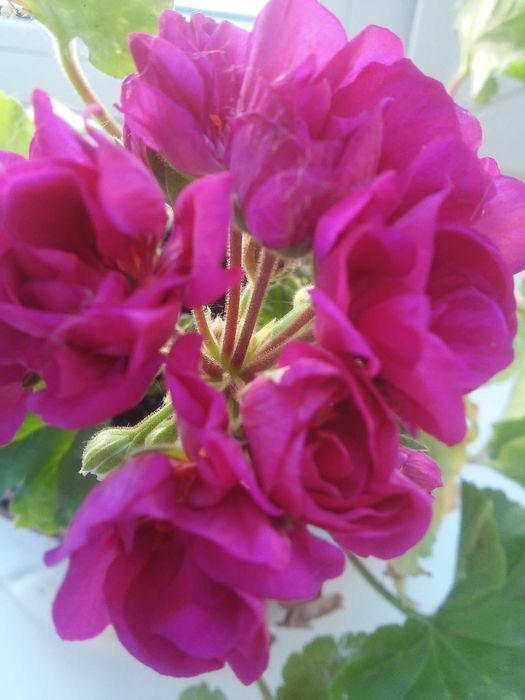 продаю укорененные черенки герани