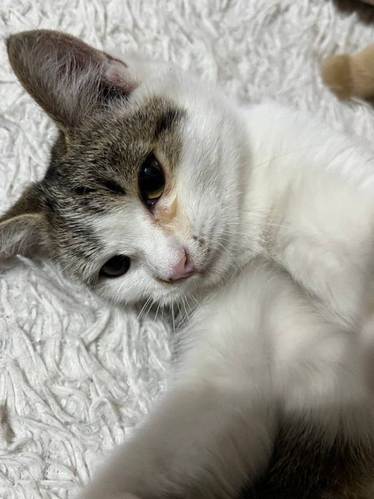 Кошка девочка бесплатно
