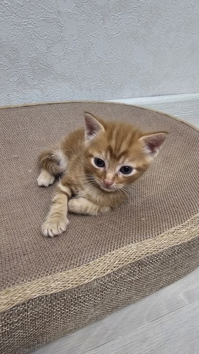 Отдам котят в добрые руки
