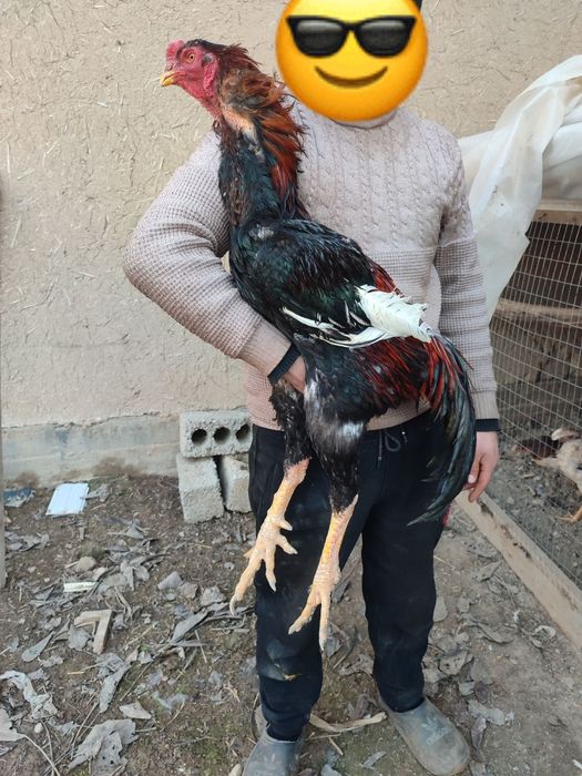 Harhil zotdan bor tuhumi sotiladi zoti