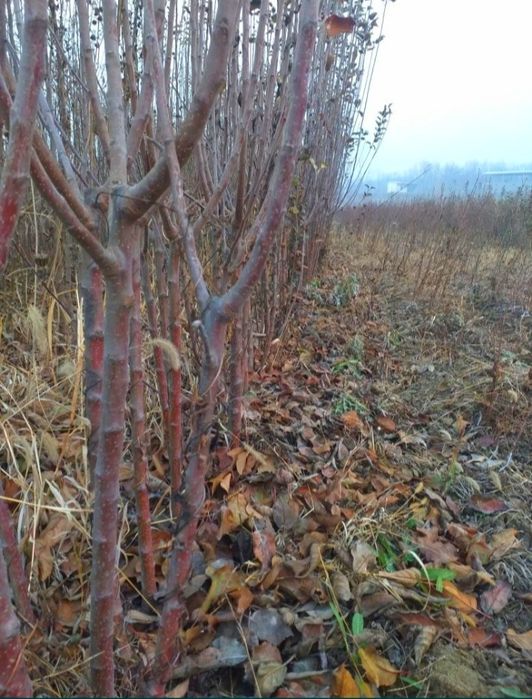 Мевали дарахтлар кучатлари