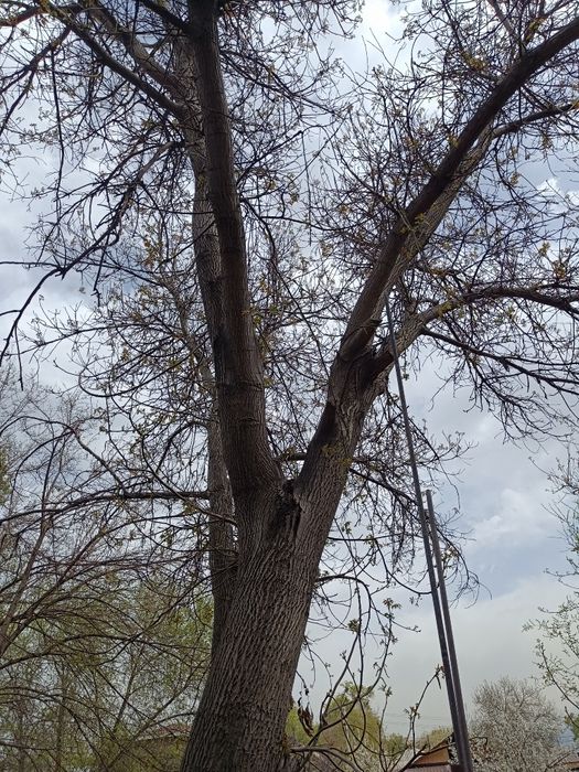 Отдам дерево орех на спил