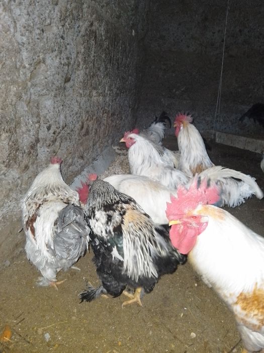 Қораздар   биылғы