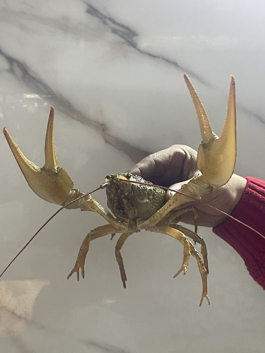 Живые раки на доставку