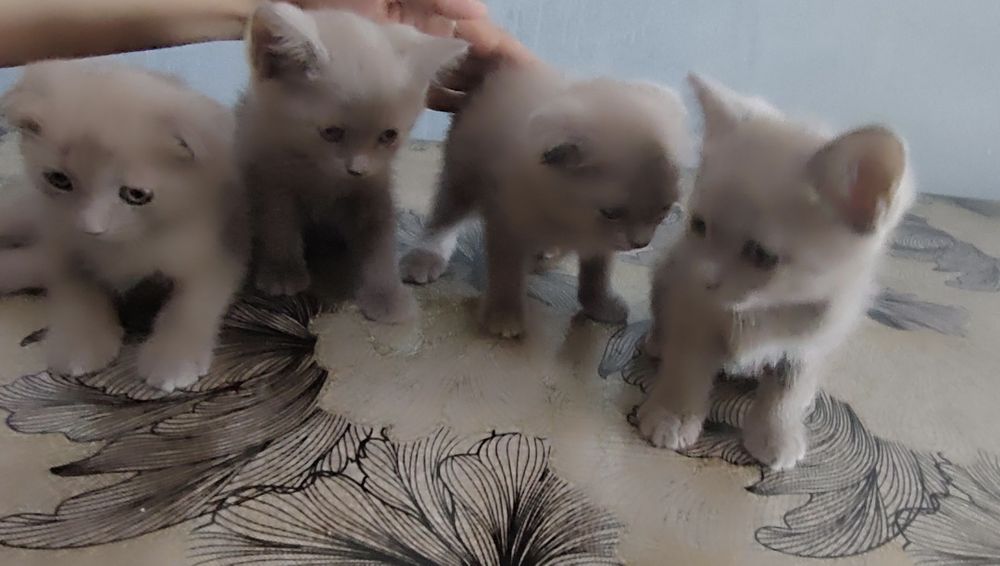 - **"Chiroyli Scottish mushukchalar sotiladi — Fold va Straight"**
 ..