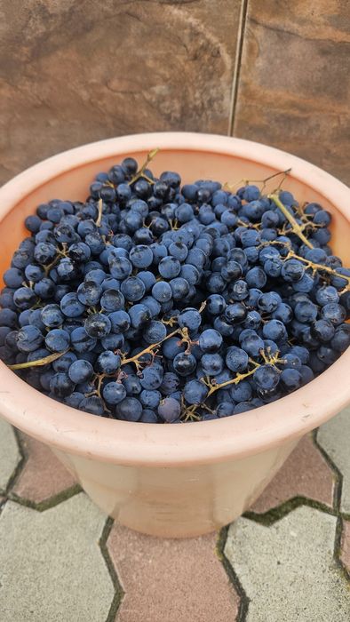 Продам виноград Изабелла