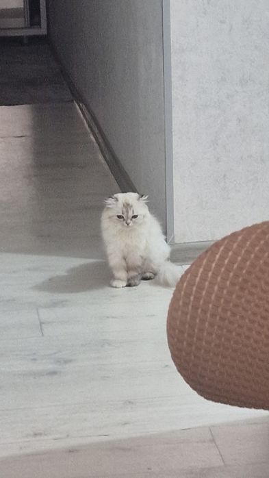 Отдам в хорошие руки.