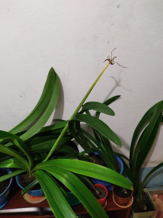 Продам комнатные цветы гиппеаструм за 2000тг.