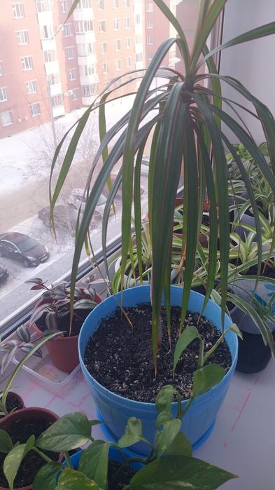 Продам комнатные цаеты