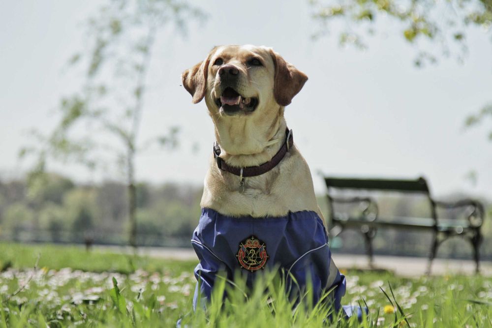 Salopeta Catel impermeabila protectie noroi Masura M si L labrador