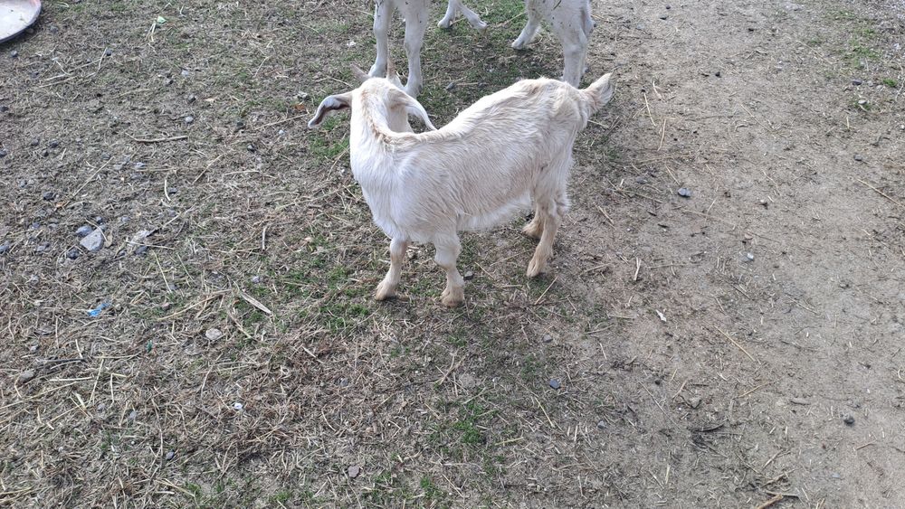 Занен Ешки лактар