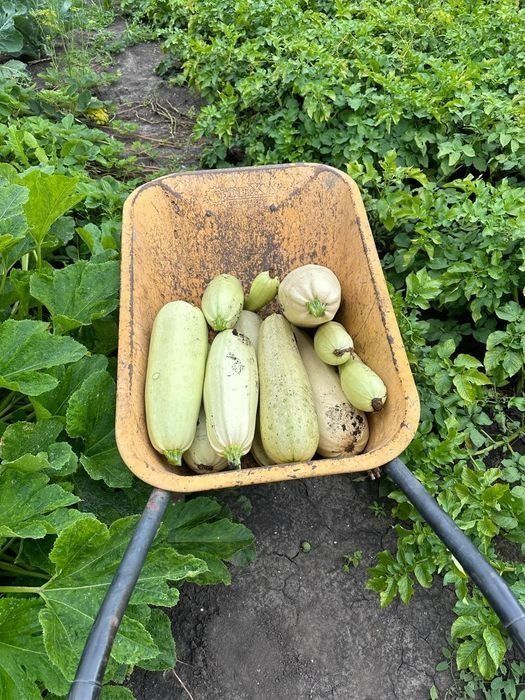 Продам дачную фасоль