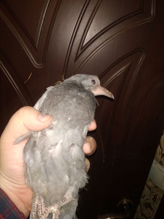 Птенец голубя даром