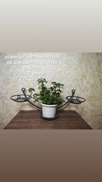 Комнатные цветы и отростки
