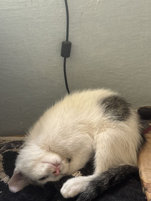 Pisici spre adoptie