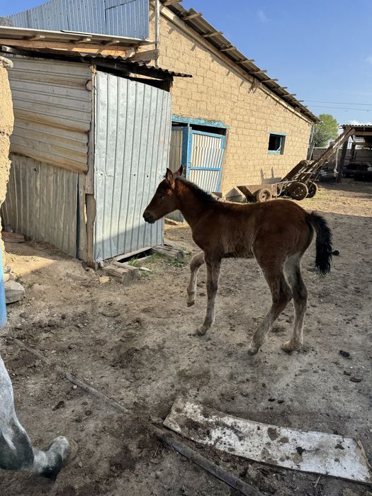 Құлынды бие //сауынды бие