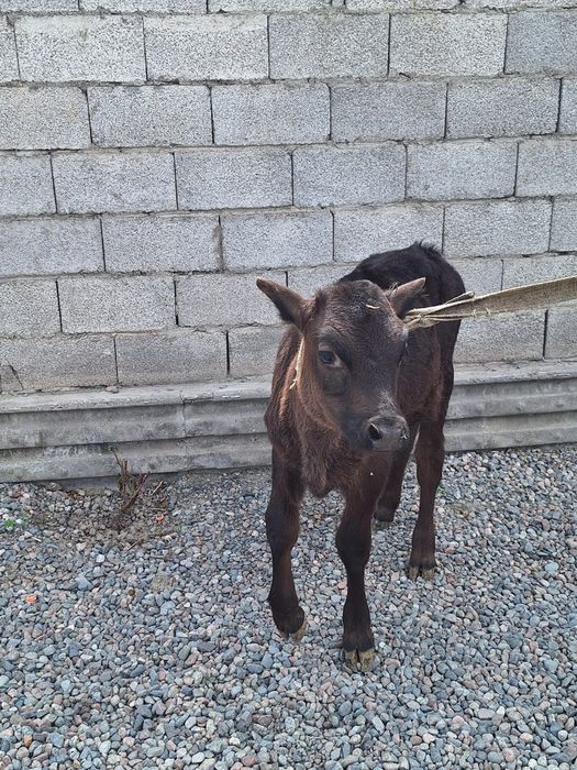 Телёнок бычок Алатау