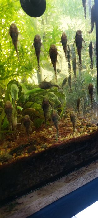 Продам сомиков..