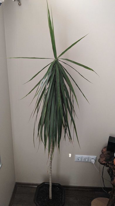 Драцена - 4 броя