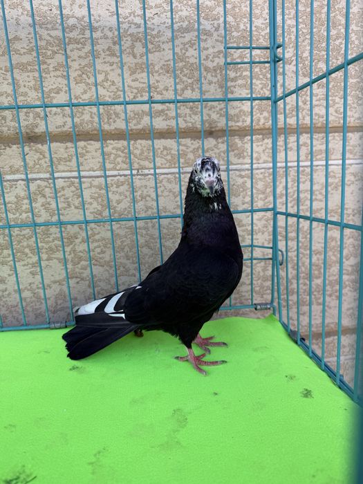 Голуби разных мастей