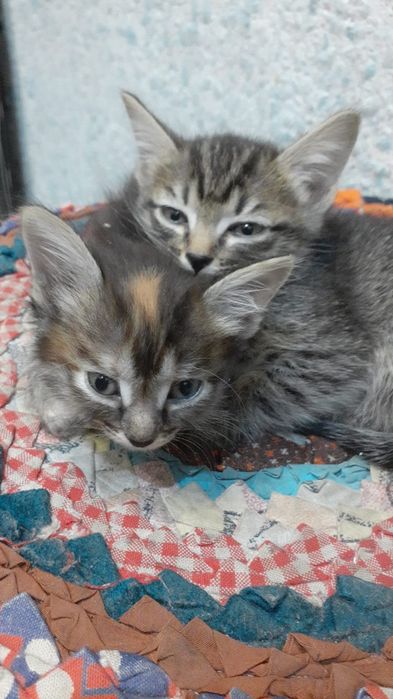 Отдам котят мама крыселовка