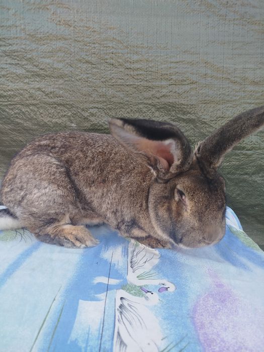 Vând iepuri uriaș german