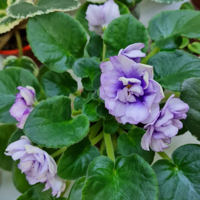 Продам взрослые сортовые фиалки