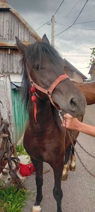 Vând mânză de 2 ani împliniți pe 17.07.2026, neinvatată la ham