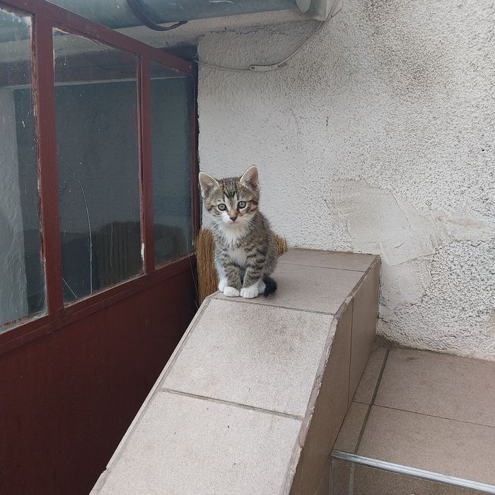 Donez pisicute dragalașe