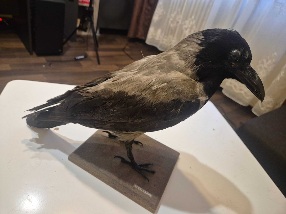 Animale ,pasari inpaiate,taxidermie