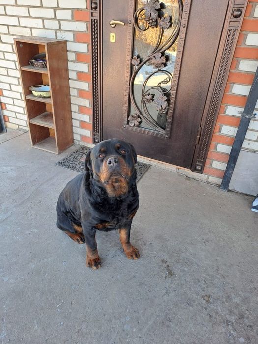 Продам шенков ротвейлера