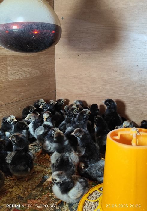 Vând pui wyandotte argintiu!