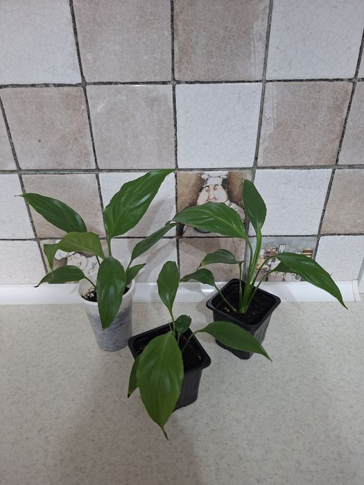 Продам комнатные цветы